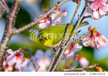 Nakijin Castle Ruins, Imadomari, Nakijin Village, Kunigami District, Okinawa Prefecture: The Ryukyu White-eye, native to the Southwest Islands, and the earliest blooming Ryukyu Kanhizakura cherry blossoms in Japan. 138074201