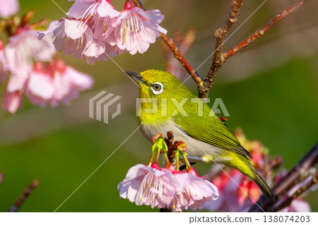Nakijin Castle Ruins, Imadomari, Nakijin Village, Kunigami District, Okinawa Prefecture: The Ryukyu White-eye, native to the Southwest Islands, and the earliest blooming Ryukyu Kanhizakura cherry blossoms in Japan. Nakijin Castle Ruins, Imadomari, Nakijin Village, Kunigami District, Okinawa Prefecture: The Ryukyu White-eye, native to the Southwest Islands, and the earliest blooming Ryukyu Kanhizakura cherry blossoms in Japan. 138074203