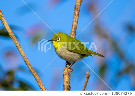 沖繩縣國頭郡今歸仁村今歸仁城蹟：琉球繡眼鳥，產於西南諸島的物種。 138074279