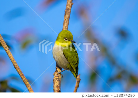 沖繩縣國頭郡今歸仁村今歸仁城蹟：琉球繡眼鳥，產於西南諸島的物種。 138074280