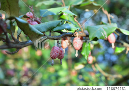 Fruits of Elaeagnus umbellata growing in the Bois de Boulogne, Paris, March 17, 2026. Fruits of Elaeagnus umbellata growing in the Bois de Boulogne, Paris, March 17, 2026. 138074281