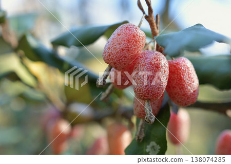 Fruits of Elaeagnus umbellata growing in the Bois de Boulogne, Paris, March 17, 2026. Fruits of Elaeagnus umbellata growing in the Bois de Boulogne, Paris, March 17, 2026. 138074285