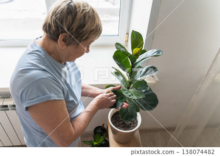 Elderly woman carefully wipes dust from leaves of a Ficus lyrata tree with a cloth while tending to plants and housework. Indoor gardening, mindfulness, and connection with nature in personal space. Elderly woman carefully wipes dust from leaves of a Ficus lyrata tree with a cloth while tending to plants and housework. Indoor gardening, mindfulness, and connection with nature in personal space. 138074482