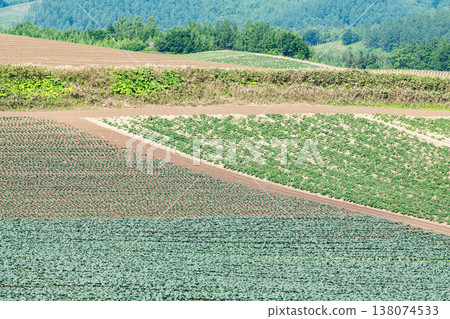 Summer in Hokkaido: Farmland cultivated in a patchwork pattern (agricultural image) 138074533