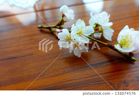 櫻花 138074576