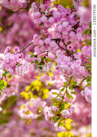 japanese sakura viewing season. pink flowers of cherry blossom during spring time. blooming place in ukraine. hanami picture from outdoor location of uzhhorod in afternoon light. peaceful april japanese sakura viewing season. pink flowers of cherry blossom during spring time. blooming place in ukraine. hanami picture from outdoor location of uzhhorod in afternoon light. peaceful april 138074596