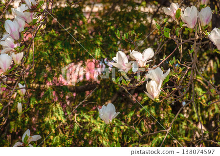 magnolia tree blooming in springtime. tender pink flowers in a shade of urban architecture. picture from uzhhorod city with magnolia soulangeana on a warm april weather for easter postcard background magnolia tree blooming in springtime. tender pink flowers in a shade of urban architecture. picture from uzhhorod city with magnolia soulangeana on a warm april weather for easter postcard background 138074597