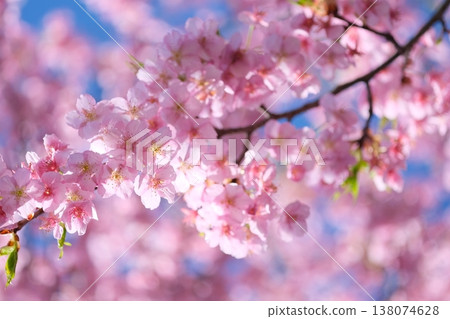 Kawazu cherry blossoms that bloom vividly Kawazu cherry blossoms that bloom vividly 138074628
