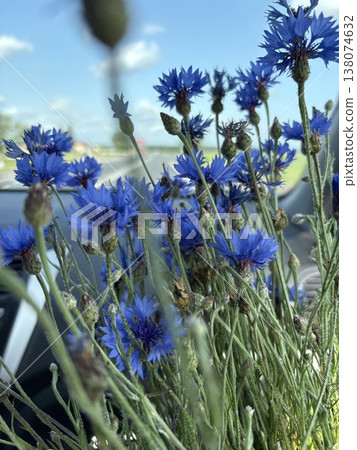a bouquet of cornflowers in the car. a bouquet of wild flowers a bouquet of cornflowers in the car. a bouquet of wild flowers 138074632