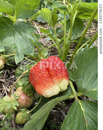 A close-up of unripe strawberries growing on a plant surrounded by straw mulch 138074633