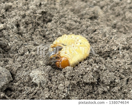 White larva of the garden pest on the ground, close-up. 138074634