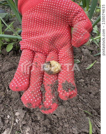 A gardener's hand in a red glove holds a cockchafer larva 138074635