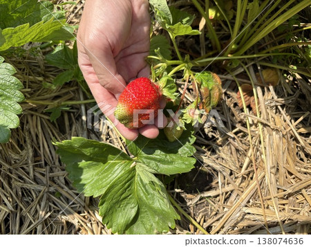 A man's hand holds a bunch of ripe and unripe strawberries growing on a healthy bush at a strawberry farm. The process of harvesting fresh berries. A man's hand holds a bunch of ripe and unripe strawberries growing on a healthy bush at a strawberry farm. The process of harvesting fresh berries. 138074636