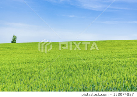 北海道的夏天：美瑛町周圍廣闊的麥田，一片美麗的綠色景觀（農業圖） 138074887