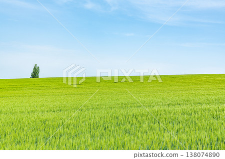 北海道的夏天：美瑛町周圍廣闊的麥田，一片美麗的綠色景觀（農業圖） 138074890