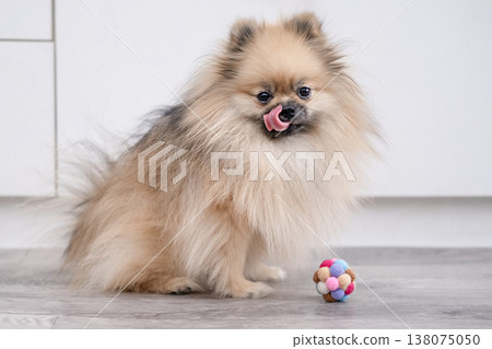 A cute Pomeranian dog plays with a ball A cute Pomeranian dog plays with a ball 138075050