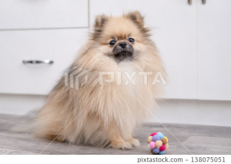 A cute Pomeranian dog plays with a ball A cute Pomeranian dog plays with a ball 138075051