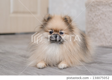 cute pomeranian dog in a home stop on the floor cute pomeranian dog in a home stop on the floor 138075052