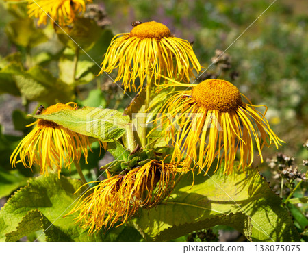 Bright yellow elecampane flowers Inula helenium blooming in a summer garden. Herbal plant for natural medicine and wellness concept. 138075075