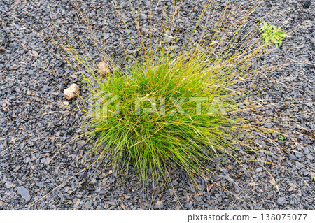 Bush of green grass growing on black slate stone ground. Natural landscape element with contrast texture for gardening design. Bush of green grass growing on black slate stone ground. Natural landscape element with contrast texture for gardening design. 138075077