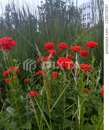 Red maltese cross flowers blooming in green grass field. Meadow with scarlet lychnis chalcedonica plants on summer day. Botanical floral background for nature themed project or design. Red maltese cross flowers blooming in green grass field. Meadow with scarlet lychnis chalcedonica plants on summer day. Botanical floral background for nature themed project or design. 138075087