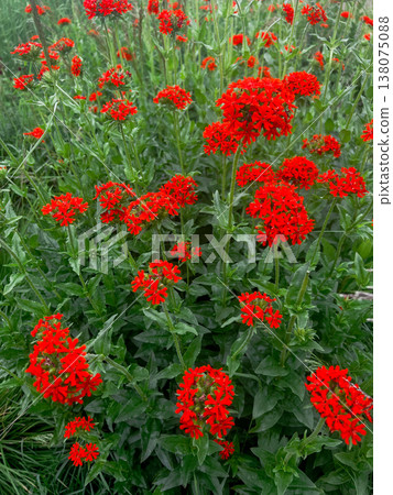 Field of blooming red lychnis flowers. Summer garden landscape with bright crimson blossom. Wildflower carpet in wilderness meadow. Botanical beauty , Lychnis chalcedonica Field of blooming red lychnis flowers. Summer garden landscape with bright crimson blossom. Wildflower carpet in wilderness meadow. Botanical beauty , Lychnis chalcedonica 138075088