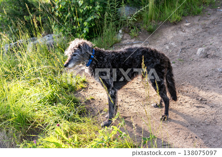 Shaggy grey Bedlington Terrier and Whippet mix standing on dirt path in park. Dog with blue collar enjoying walk in nature. Pet animal wandering in open field during sunny summer day Shaggy grey Bedlington Terrier and Whippet mix standing on dirt path in park. Dog with blue collar enjoying walk in nature. Pet animal wandering in open field during sunny summer day 138075097