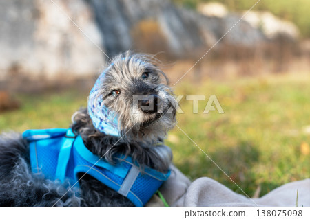 dog wearing blue bandana and harness lies on grass. Cute little terrier wearing scarf on his head outside in park. Pet accessories for ear care, ear disease prevention. Pet care and friendly companion 138075098
