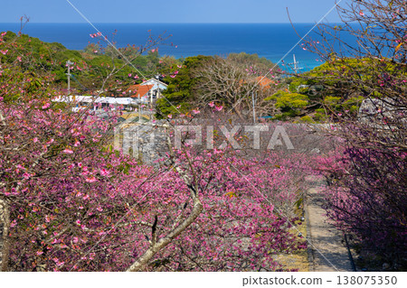 沖繩縣國頭郡今歸仁村今泊 - 通往世界遺產今歸仁城遺址的台階上,一排早開的琉球冬櫻和蔚藍的大海 沖繩縣國頭郡今歸仁村今泊 - 通往世界遺產今歸仁城遺址的台階上,一排早開的琉球冬櫻和蔚藍的大海 138075350