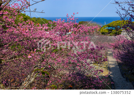 Okinawa Prefecture, Kunigami District, Nakijin Village, Imadomari - A row of early-blooming Ryukyu winter cherry trees and the blue sea on the steps leading to the Nakijin Castle ruins, a World Heritage Site 138075352