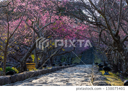 Early-blooming Ryukyu Kanhizakura cherry trees lining the approach to Nakijin Castle Ruins, a World Cultural Heritage site, in Imadomari, Nakijin Village, Kunigami District, Okinawa Prefecture. 138075401