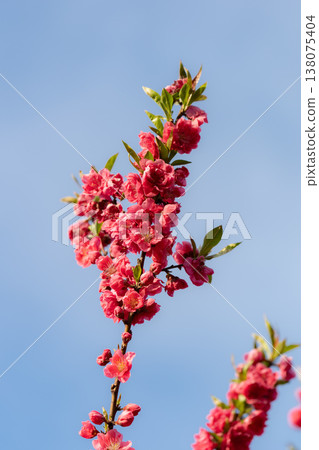 粉紅色的桃花在藍天 138075404