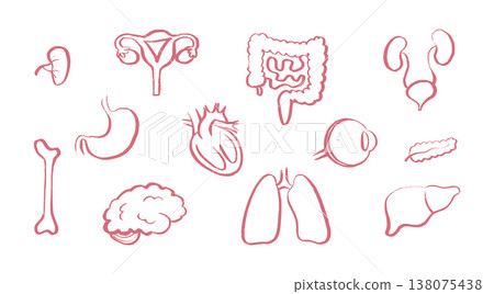 Internal Organs Sketch 138075438