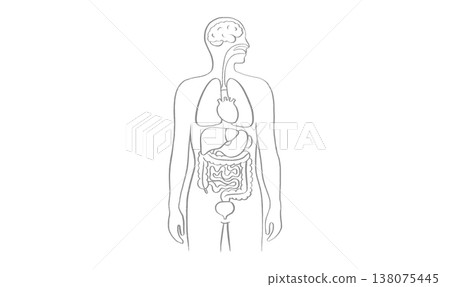 Internal Organs Sketch 138075445