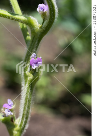 Purple black soybean flowers in the field Purple black soybean flowers in the field 138075525
