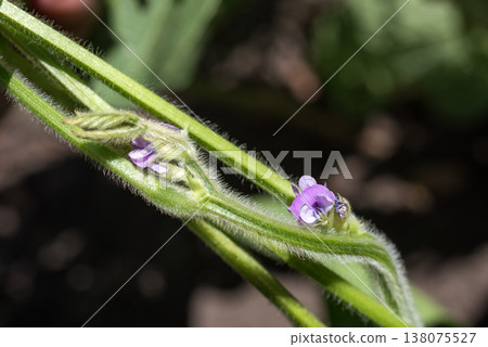 Purple black soybean flowers in the field Purple black soybean flowers in the field 138075527