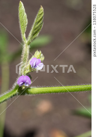Purple black soybean flowers in the field Purple black soybean flowers in the field 138075528