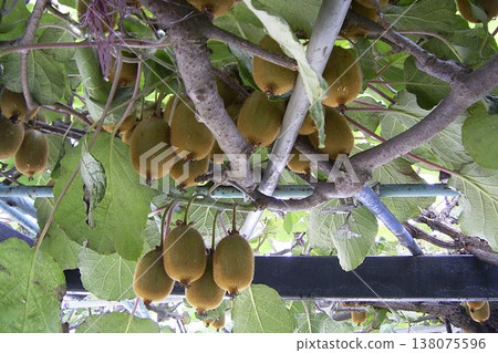 Kiwifruit 2 Kiwifruit 2 138075596