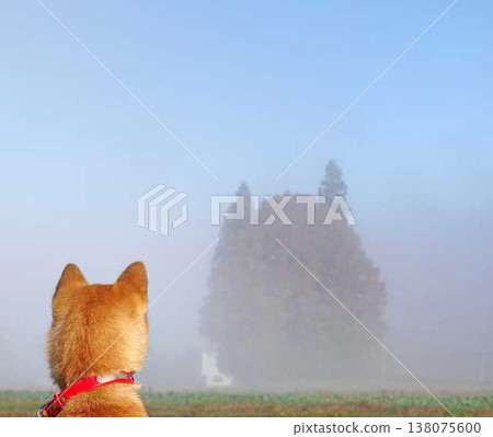 A large tree in the mist and the back view of a Shiba Inu. A large tree in the mist and the back view of a Shiba Inu. 138075600