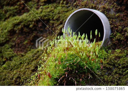 retaining wall with moss retaining wall with moss 138075865