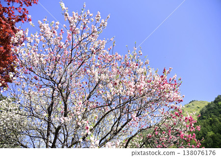 Minami Hida Osaka Hanamomo 138076176