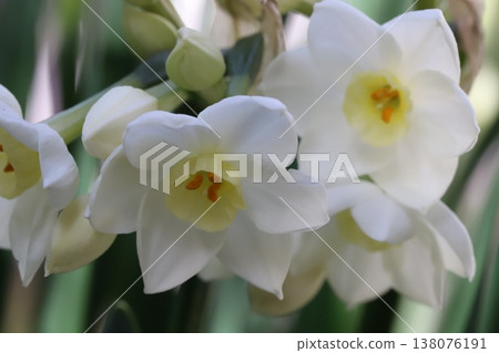 早春花園裡盛開的白色水仙花 早春花園裡盛開的白色水仙花 138076191