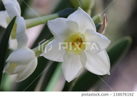 早春花園裡盛開的白色水仙花 早春花園裡盛開的白色水仙花 138076192