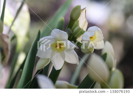 早春花園裡盛開的白色水仙花 早春花園裡盛開的白色水仙花 138076193