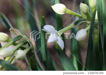 早春花園裡盛開的白色水仙花 早春花園裡盛開的白色水仙花 138076194