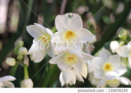 早春花園裡盛開的白色水仙花 138076195