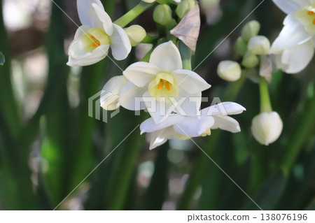White daffodil flowers blooming in the garden in early spring White daffodil flowers blooming in the garden in early spring 138076196