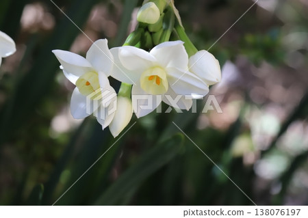 早春花園裡盛開的白色水仙花 138076197