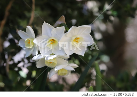 早春花園裡盛開的白色水仙花 早春花園裡盛開的白色水仙花 138076198