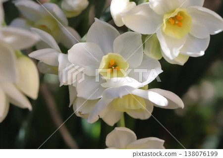 White daffodil flowers blooming in the garden in early spring White daffodil flowers blooming in the garden in early spring 138076199